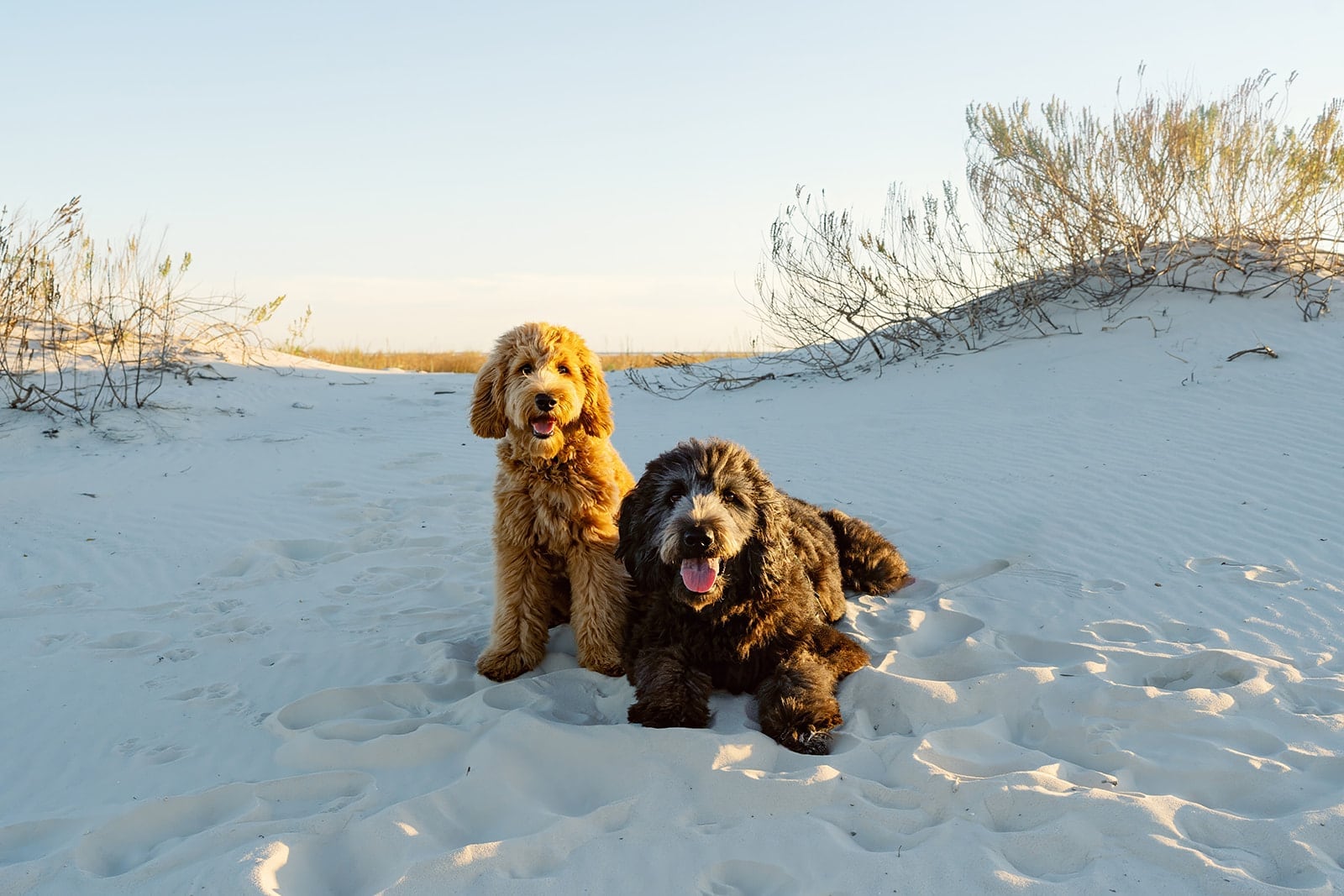 Comes family, Dauphin Island