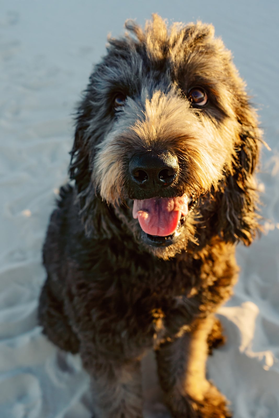 Comes family, Dauphin Island