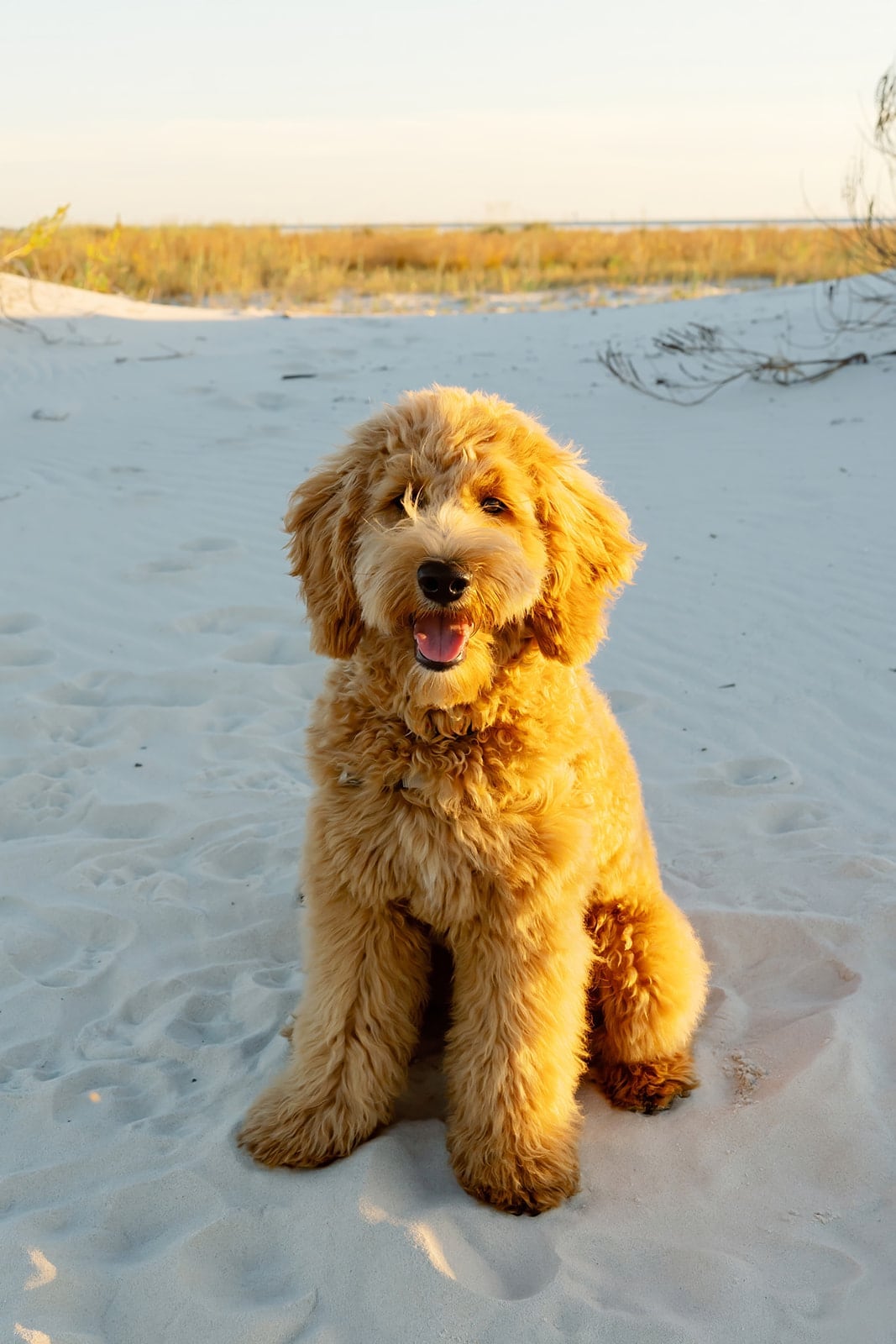 Comes family, Dauphin Island