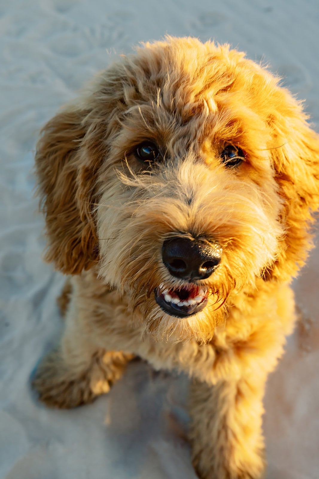 Comes family, Dauphin Island
