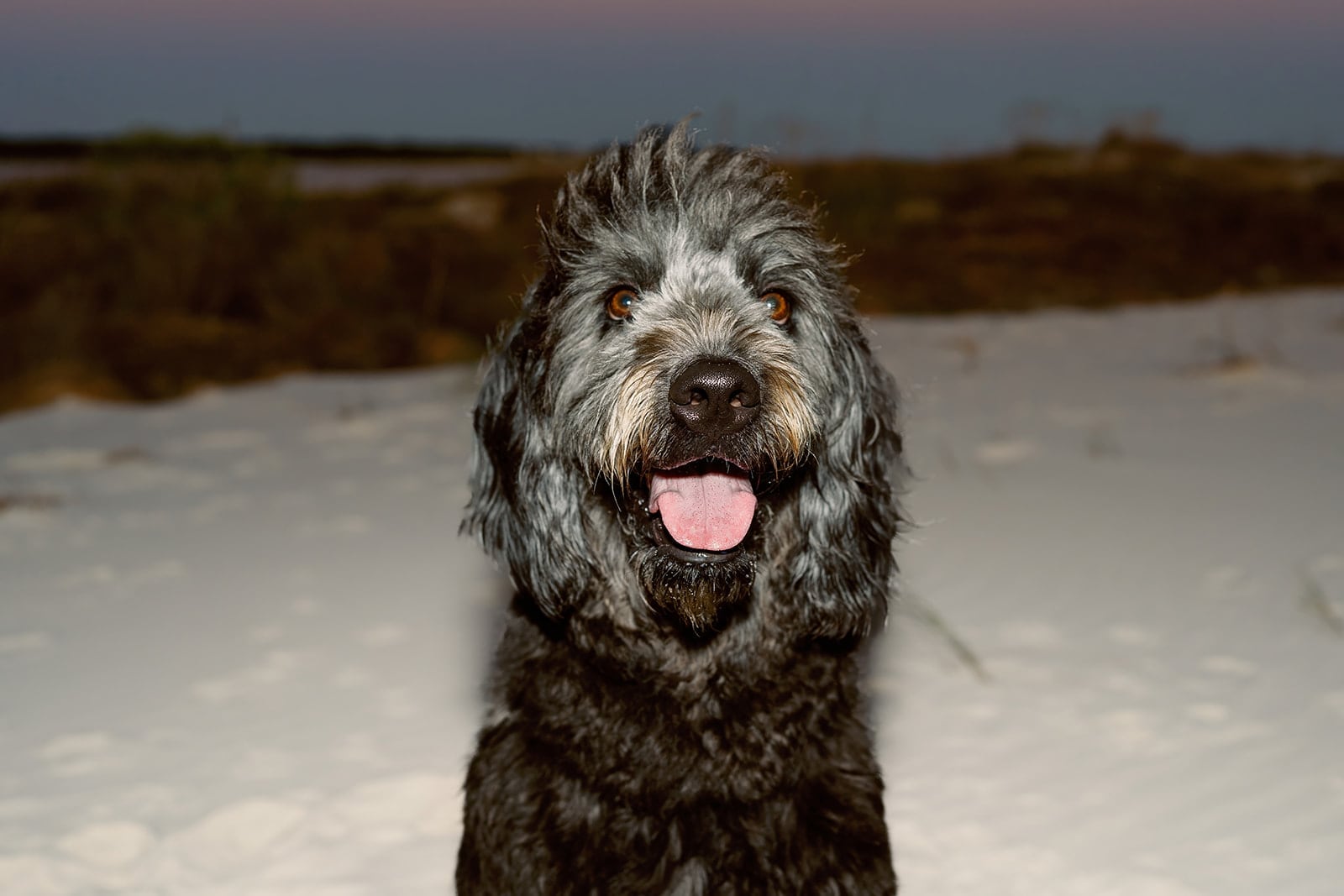 Comes family, Dauphin Island
