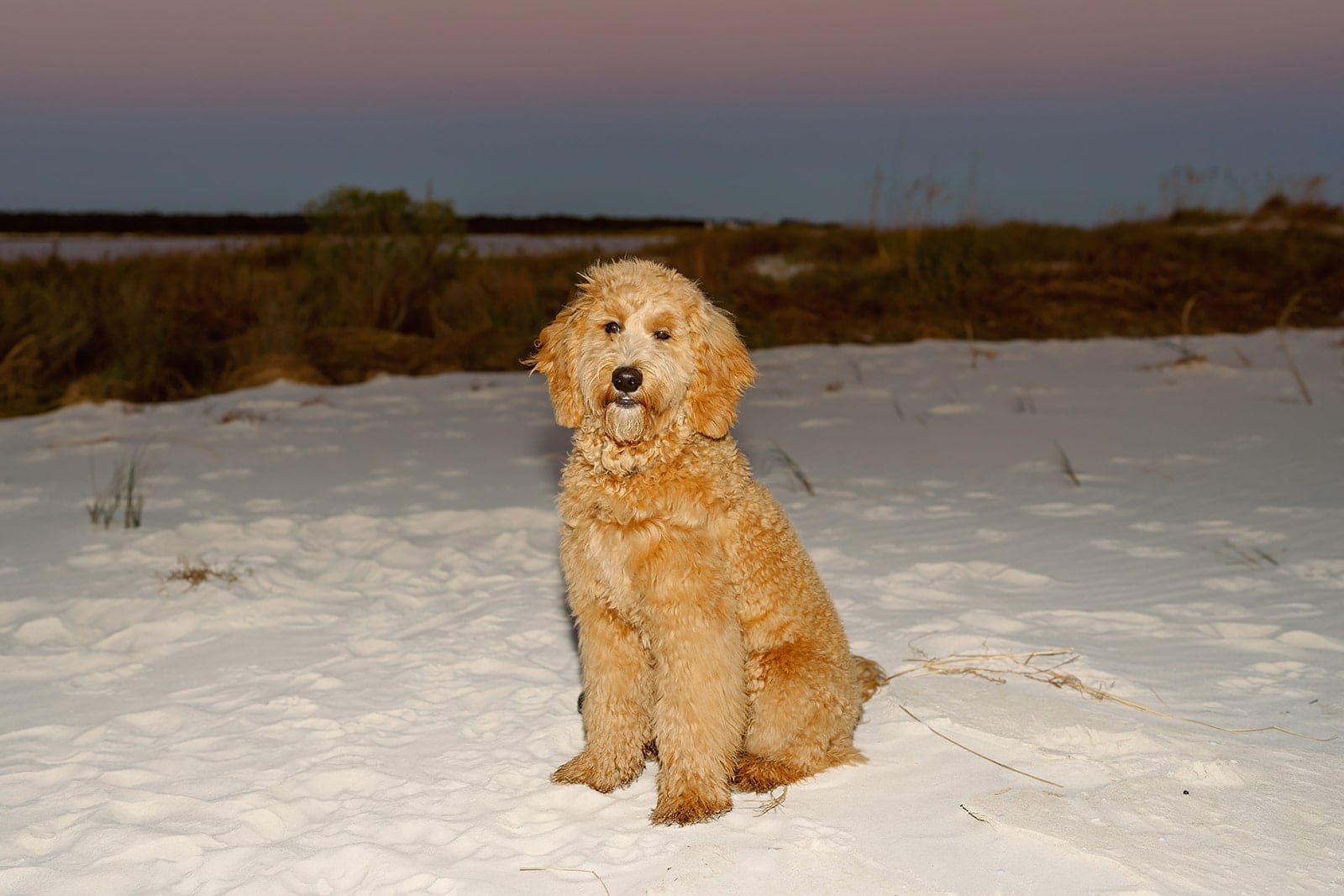 Comes family, Dauphin Island