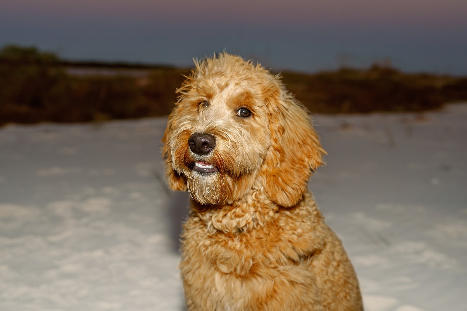 Comes family, Dauphin Island